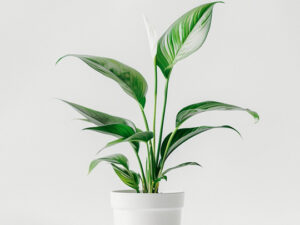 product 03